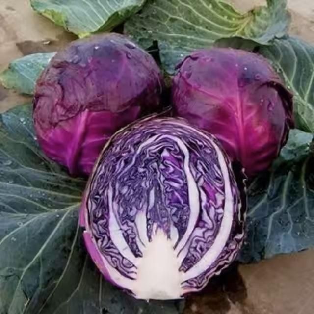 Organic Cabbage seeds for Gardening (Pack of 20)